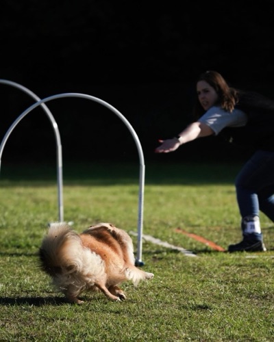 Hoopers - sport canin accessible